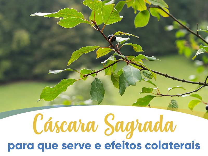 Cscara Sagrada: para que serve e efeitos colaterais